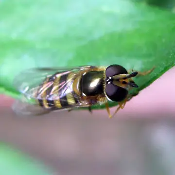 Eupeodes (Metasyrphus) americanus (Wiedemann, 1830):129