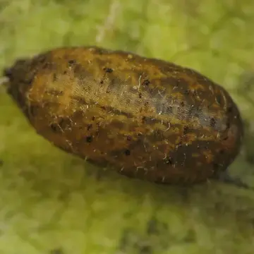 Eupeodes (Metasyrphus) americanus (Wiedemann, 1830):129
