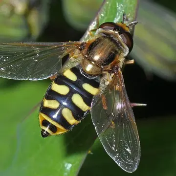 Eupeodes (Metasyrphus) corollae (Fabricius, 1794):306