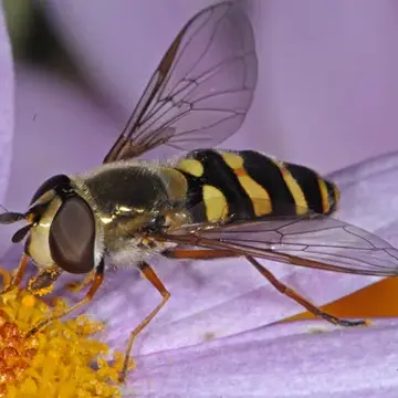Eupeodes (Metasyrphus) fumipennis (Thomson, 1869):499
