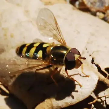 Eupeodes (Metasyrphus) fumipennis (Thomson, 1869):499