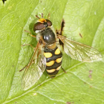 Eupeodes goeldlini Mazanek, Láska & Bičík, 1999:6