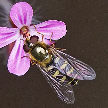 Lapposyrphus lapponicus (Zetterstedt, 1838):598
