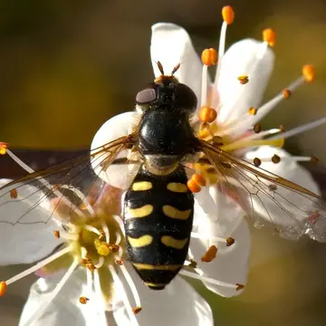 Lapposyrphus lapponicus (Zetterstedt, 1838):598