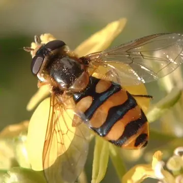 Eupeodes (Metasyrphus) latifasciatus (Macquart, 1829):242