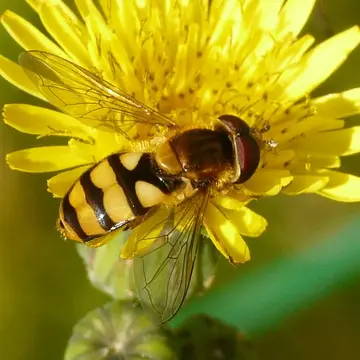 Eupeodes (Metasyrphus) latifasciatus (Macquart, 1829):242
