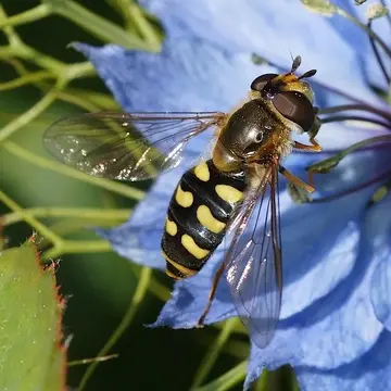 Eupeodes (Metasyrphus) luniger (Meigen, 1822):300