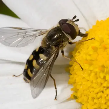 Eupeodes (Metasyrphus) luniger (Meigen, 1822):300