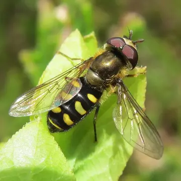 Eupeodes (Metasyrphus) nielseni (Dušek & Láska, 1976):266