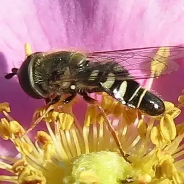 Eupeodes volucris Osten Sacken, 1877:329
