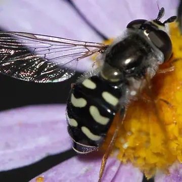 Eupeodes volucris Osten Sacken, 1877:329