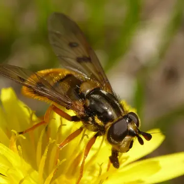 Ferdinandea aurea Rondani, 1844:198