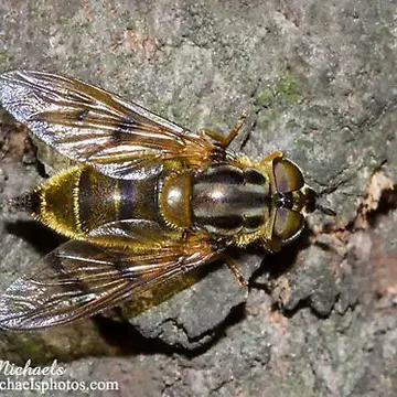 Ferdinandea buccata (Loew, 1863):313