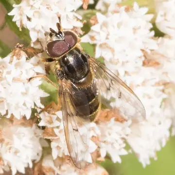 Ferdinandea buccata (Loew, 1863):313