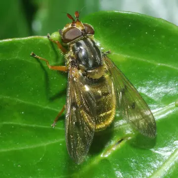 Ferdinandea cuprea (Scopoli, 1763):355