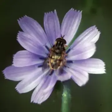 Ferdinandea cuprea (Scopoli, 1763):355