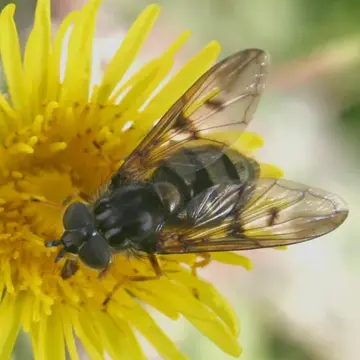 Ferdinandea fumipennis Kassebeer, 1999:155