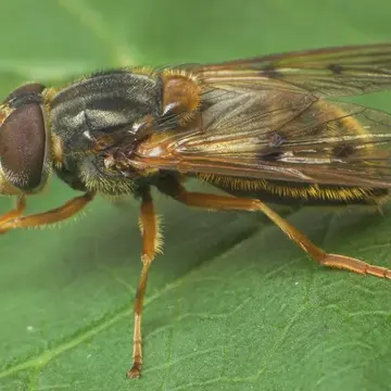 Ferdinandea ruficornis (Fabricius, 1775):769