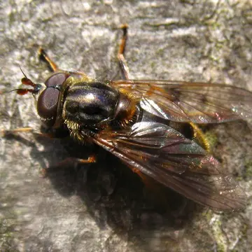 Ferdinandea ruficornis (Fabricius, 1775):769