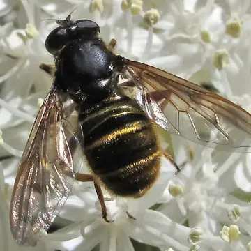 Hadromyia (Chrysosomidia) aldrichi (Shannon, 1916):111