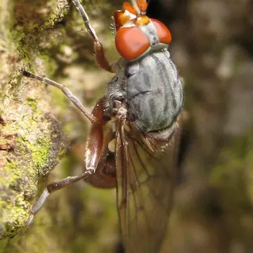 Brachyopa bicolor (Fallén, 1817):33
