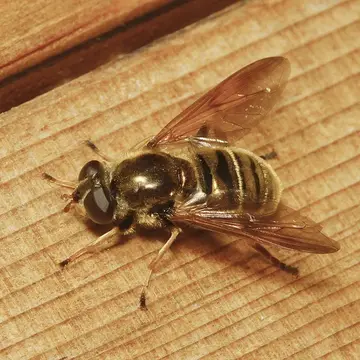 Hadromyia (Chrysosomidia) crawfordi (Shannon, 1916):112