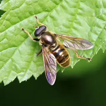 Hadromyia (Chrysosomidia) crawfordi (Shannon, 1916):112