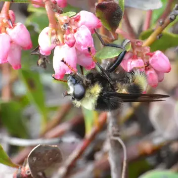 Hadromyia grandis Williston, 1882:79
