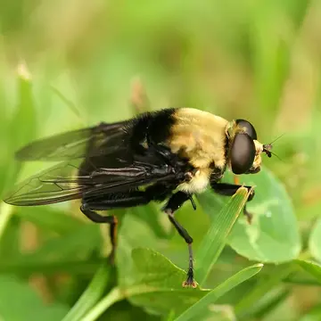 Hadromyia grandis Williston, 1882:79