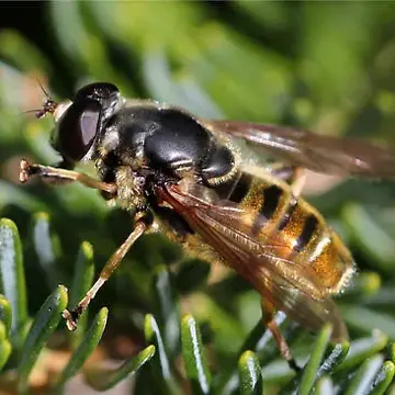 Hadromyia (Chrysosomidia) pulchra (Williston, 1882):79
