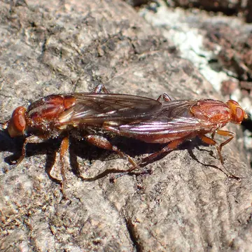 Hammerschmidtia ferruginea (Fallén, 1817):34
