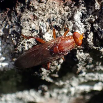 Hammerschmidtia ferruginea (Fallén, 1817):34