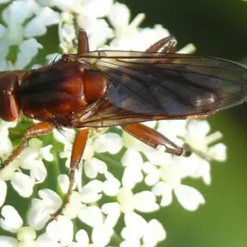 Hammerschmidtia ferruginea (Fallén, 1817):34