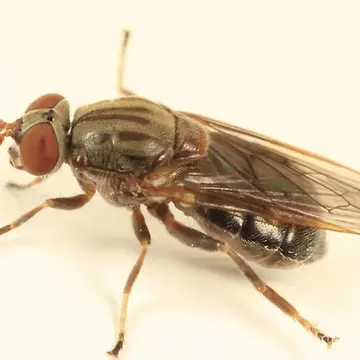Brachyopa daeckei Johnson, 1917:360