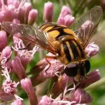 Helophilus affinis Wahlberg, 1844:64