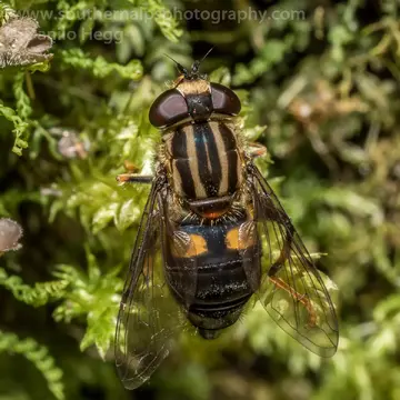 Helophilus antipodus Schiner, 1868:359