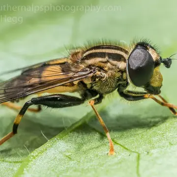 Helophilus antipodus Schiner, 1868:359
