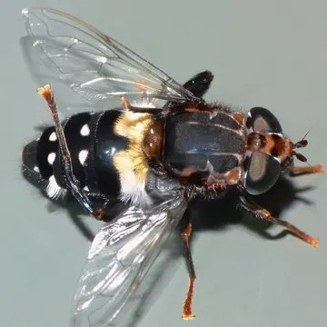 Helophilus (Pilinasica) cingulatus (Fabricius, 1775):767