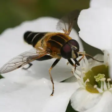 Helophilus eristaloideus (Bigot, 1882):347