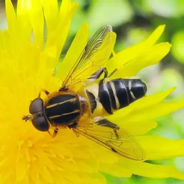 Helophilus eristaloideus (Bigot, 1882):347
