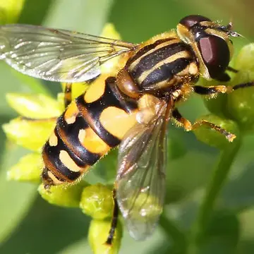 Helophilus fasciatus Walker, 1849:605
