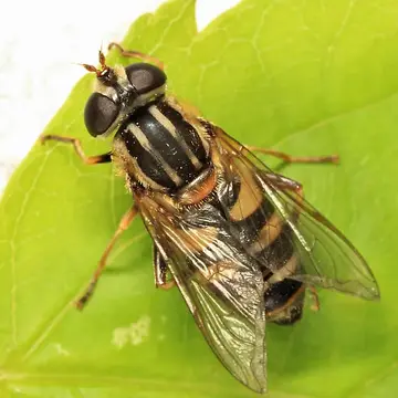 Helophilus fasciatus Walker, 1849:605