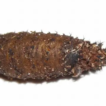 Brachyopa dorsata Zetterstedt, 1837:35