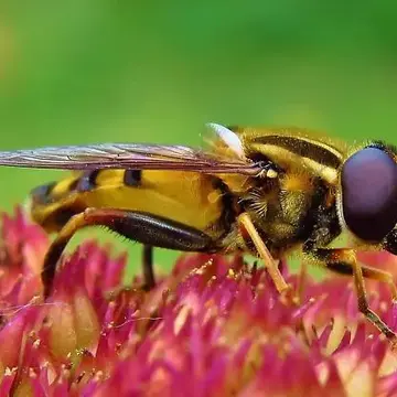 Helophilus fasciatus Walker, 1849:605