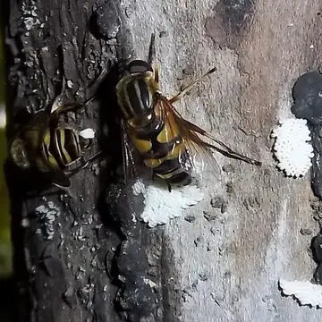 Helophilus fasciatus Walker, 1849:605