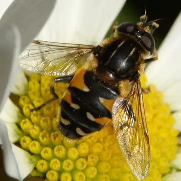 Helophilus groenlandicus (Fabricius, 1780):208