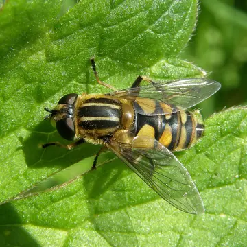 Helophilus hybridus Loew, 1846:141