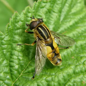 Helophilus hybridus Loew, 1846:141