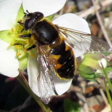 Helophilus lapponicus Wahlberg, 1844:65