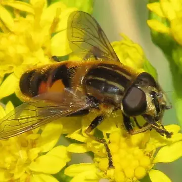 Helophilus lapponicus Wahlberg, 1844:65